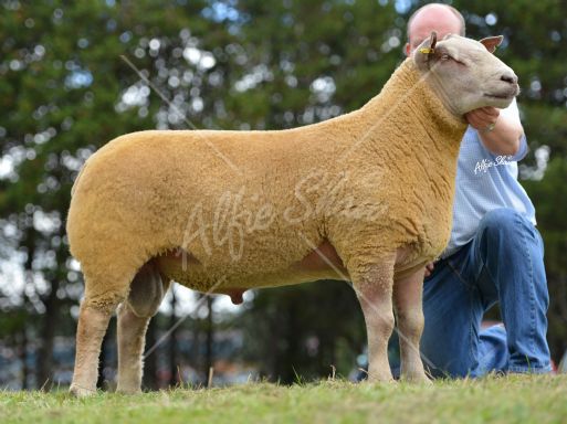 Shearling Ram sold by jonathan Aiken for 1050gns